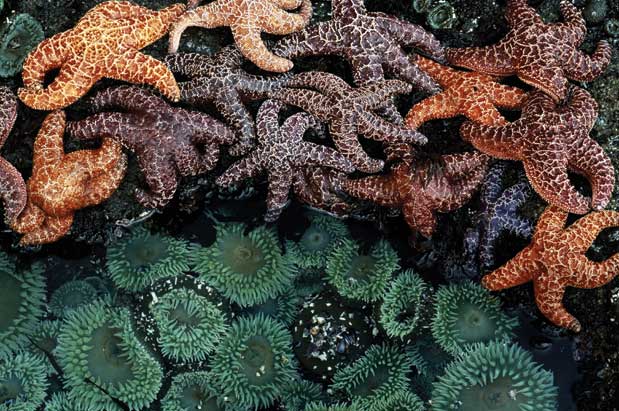 Star fish/Sea stars - Dusky's Wonders